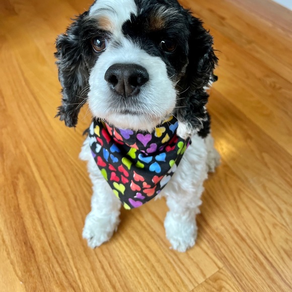 Adorable Dog Bandana - Picture 4 of 5